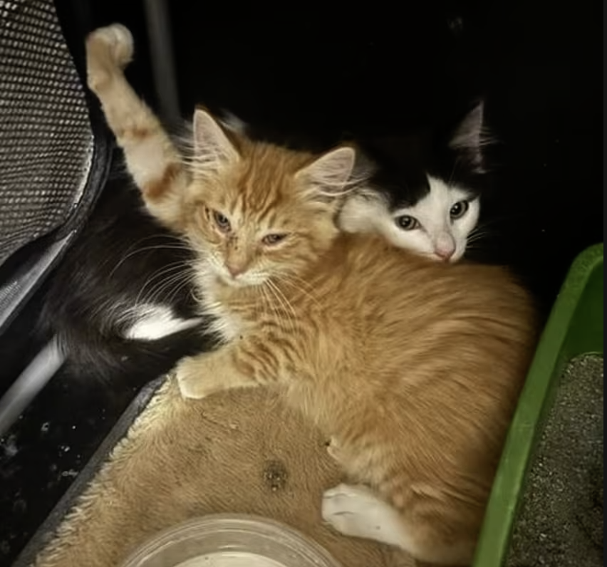 Adopt Heathcliff in #CastroValley, CA!  Courtesy Post for Angus & Friends Cat Rescue.  More info at https://angusandfriendscatrescue.com
#adoptdontshop #BayArea #cats