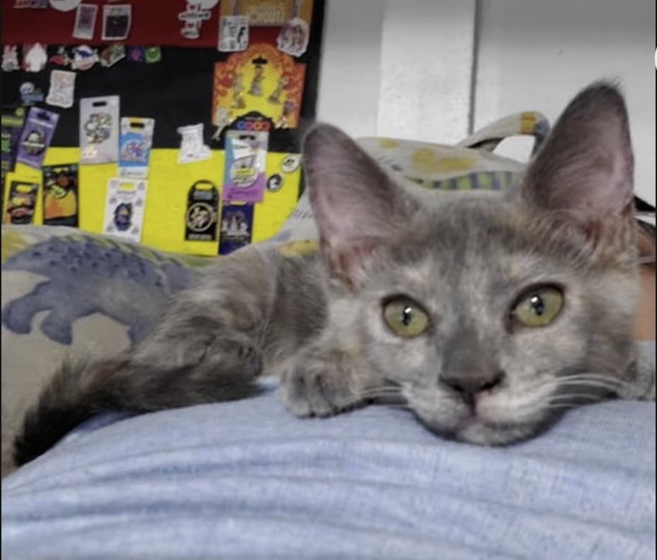 Adopt Iris in #CastroValley, CA!  Courtesy Post for Angus & Friends Cat Rescue.  More info at https://angusandfriendscatrescue.com
#adoptdontshop #BayArea #cats