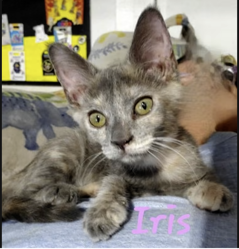 Adopt Iris in #CastroValley, CA!  Courtesy Post for Angus & Friends Cat Rescue.  More info at https://angusandfriendscatrescue.com
#adoptdontshop #BayArea #cats