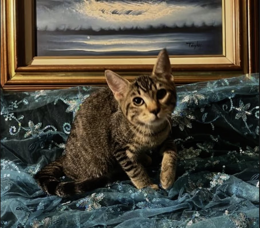 Adopt Little Star in #CastroValley, CA!  Courtesy Post for Angus & Friends Cat Rescue.  More info at https://angusandfriendscatrescue.com
#adoptdontshop #BayArea #cats