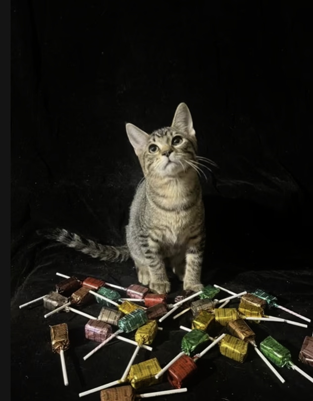 Adopt Little Star in #CastroValley, CA!  Courtesy Post for Angus & Friends Cat Rescue.  More info at https://angusandfriendscatrescue.com
#adoptdontshop #BayArea #cats