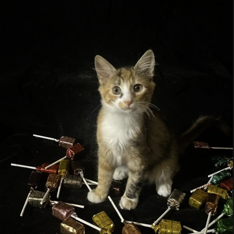 Adopt Lollypop in #CastroValley, CA!  Courtesy Post for Angus & Friends Cat Rescue.  More info at https://angusandfriendscatrescue.com
#adoptdontshop #BayArea #cats