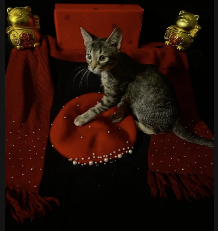 Adopt Lucky in #CastroValley, CA!  Courtesy Post for Angus & Friends Cat Rescue.  More info at https://angusandfriendscatrescue.com
#adoptdontshop #BayArea #cats