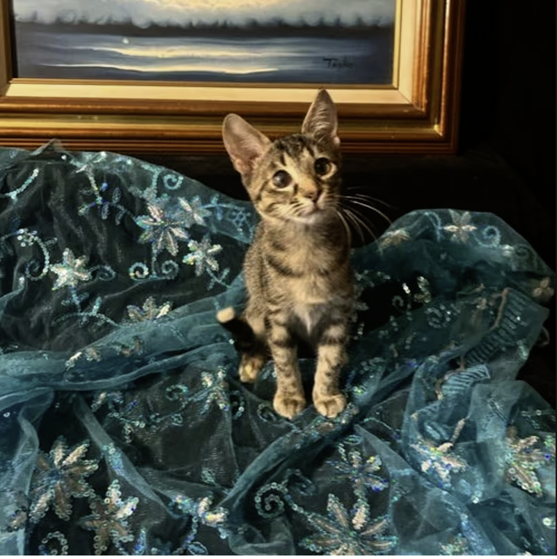 Adopt Lucky in #CastroValley, CA!  Courtesy Post for Angus & Friends Cat Rescue.  More info at https://angusandfriendscatrescue.com
#adoptdontshop #BayArea #cats