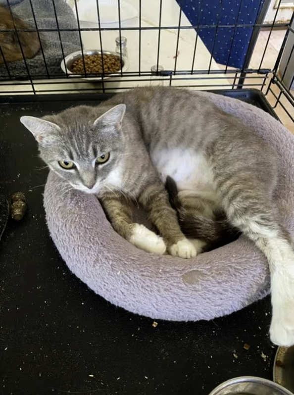 Adopt Meredith in #CastroValley, CA!  Courtesy Post for Angus & Friends Cat Rescue.  More info at https://angusandfriendscatrescue.com
#adoptdontshop #BayArea #cats