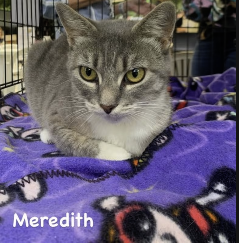 Adopt Meredith in #CastroValley, CA!  Courtesy Post for Angus & Friends Cat Rescue.  More info at https://angusandfriendscatrescue.com
#adoptdontshop #BayArea #cats