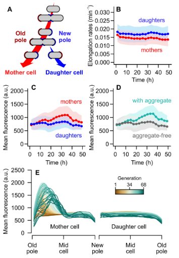 Fluorescence increases over time in mother cells due to aggregates.