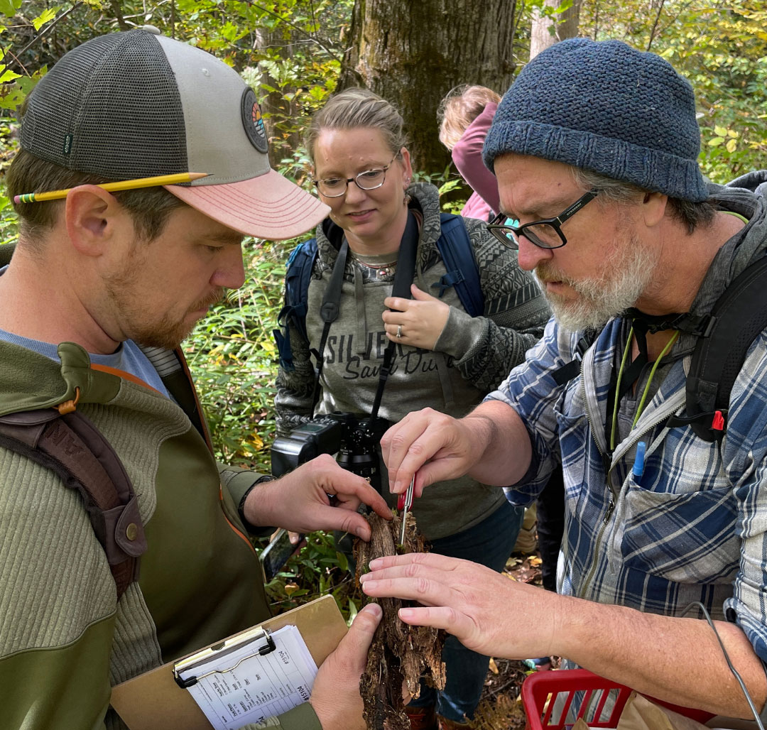 Three people stand in a wooded forest examining a decaying log during a fungi survey.