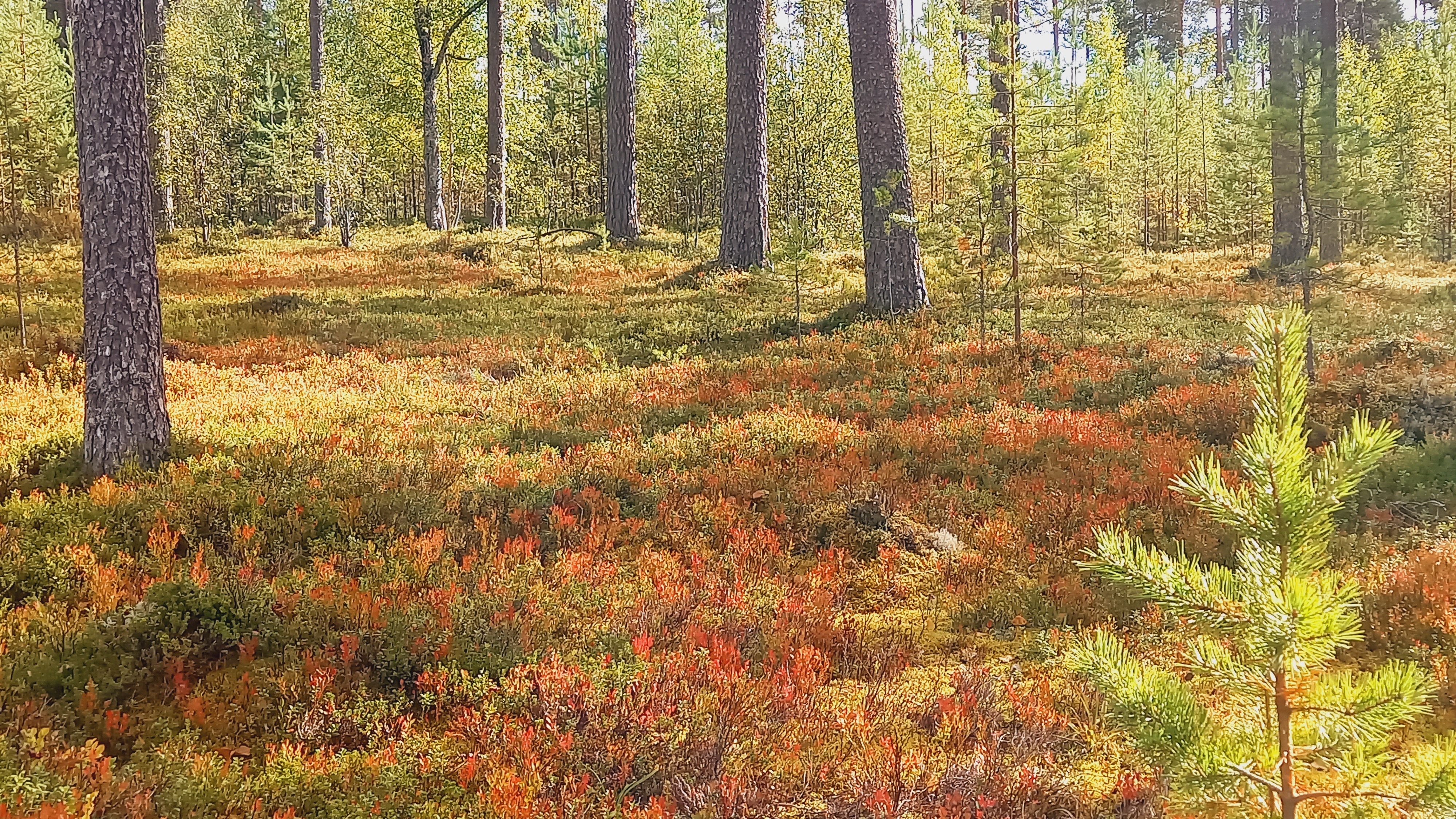 Ruskan värjäämä kangas ja männynrungot.