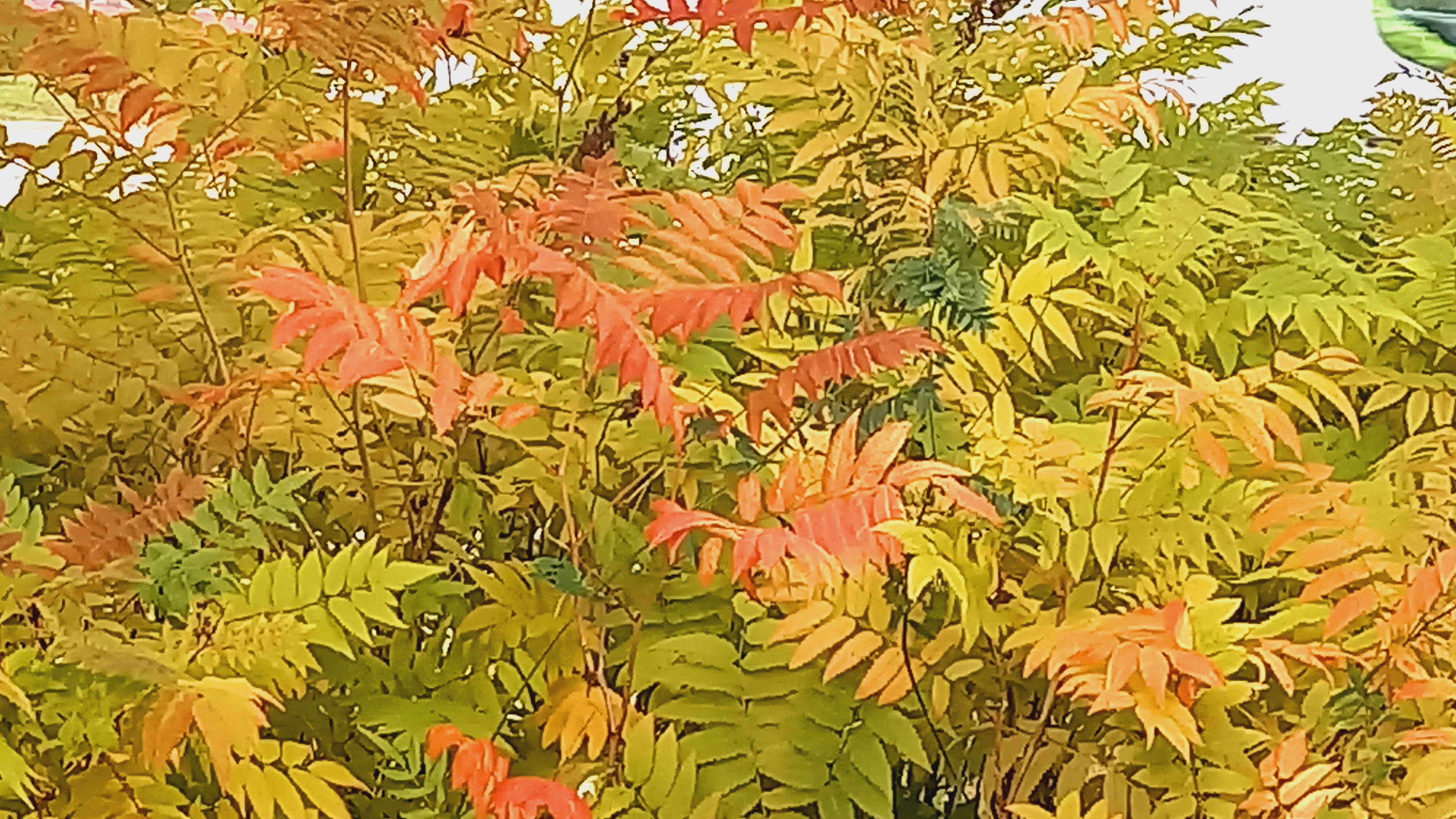 Viitapilaja-angervo syksyn väreissä.