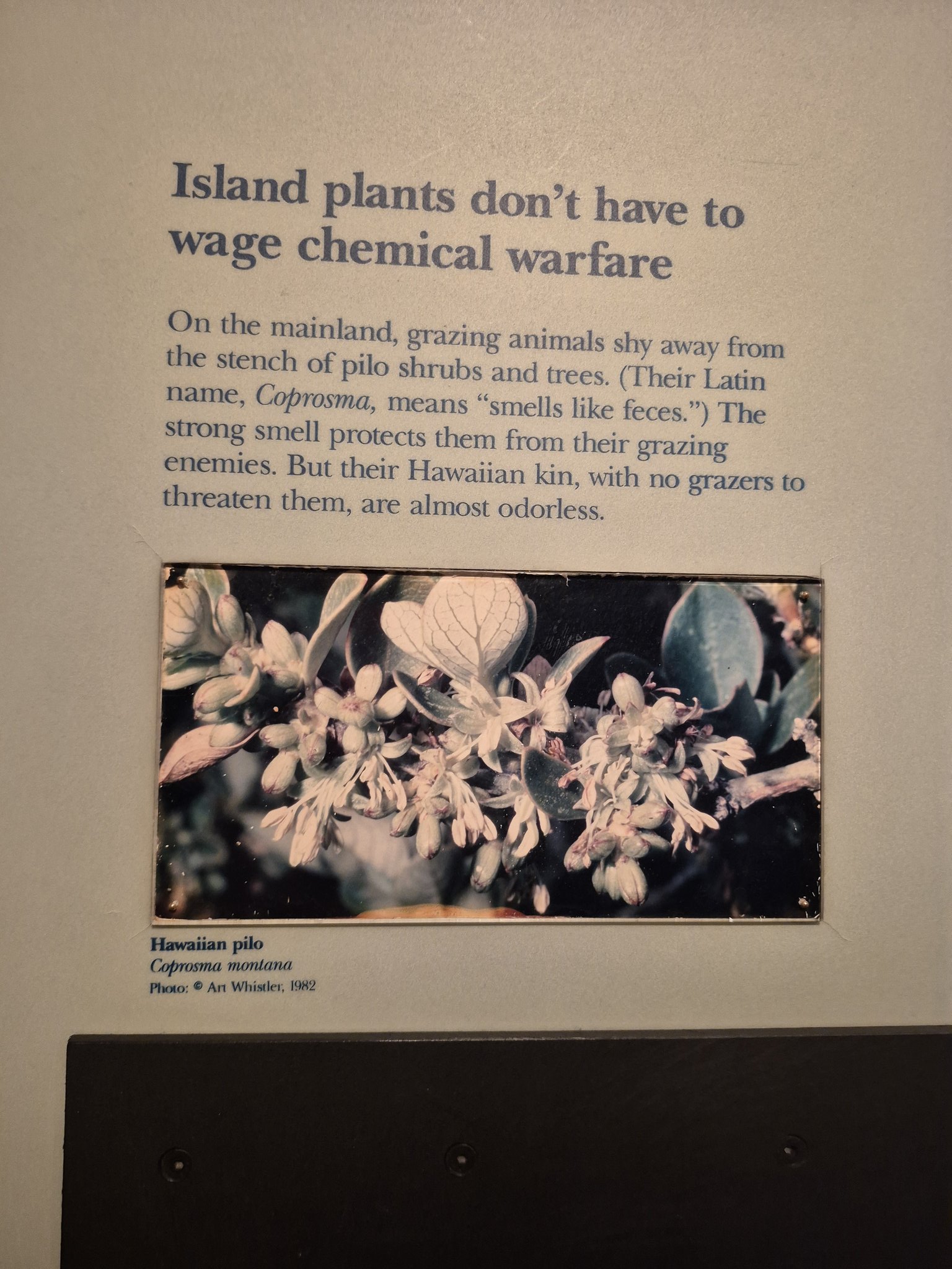 On the mainland, grazing animals shy away from the stench of #pilo shrubs and trees. (Their Latin name, #Coprosma, means "smells like feces.") The strong smell protects them from their grazing enemies. But their Hawaiian kin, with no grazers to threaten them, are almost #odorless.