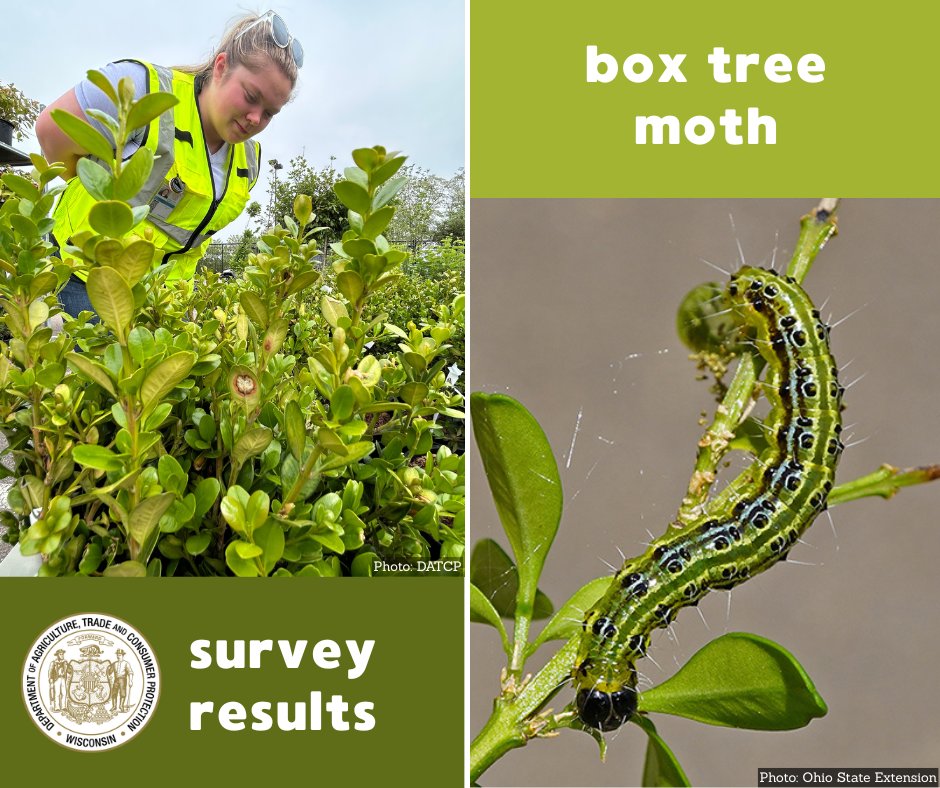 DATCP employee surveying the fields for box tree moth.

box tree moth and text: Photo: Ohio State Extension

Wisconsin Department of Agriculture, Trade and Consumer Protection logo