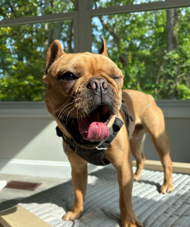 Conservation Of French Bulldogs Behavior. #Structur #Physical #Adaptations #Behavior #French #Bulldogs #Habitat #Mate #Eological #Feed #Bulldog #Soial #Habits #Human #French_Bulldog #Wild #Pet #Mammals #Adaptation #Dog #Animal #AnimalDiscuss