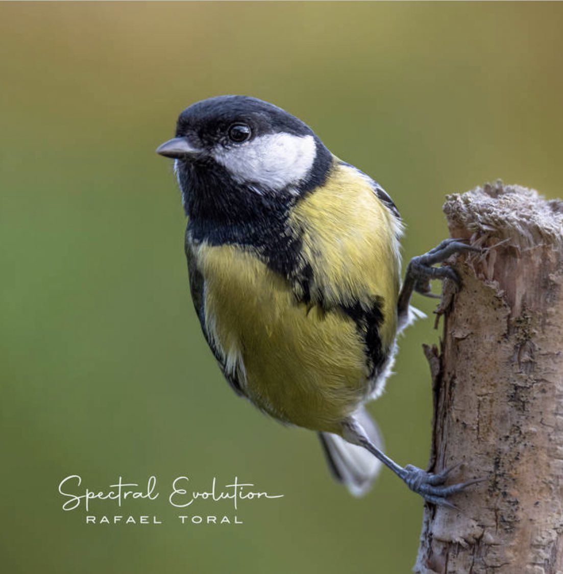 Artwork Rafael Toral Spectral Evolution