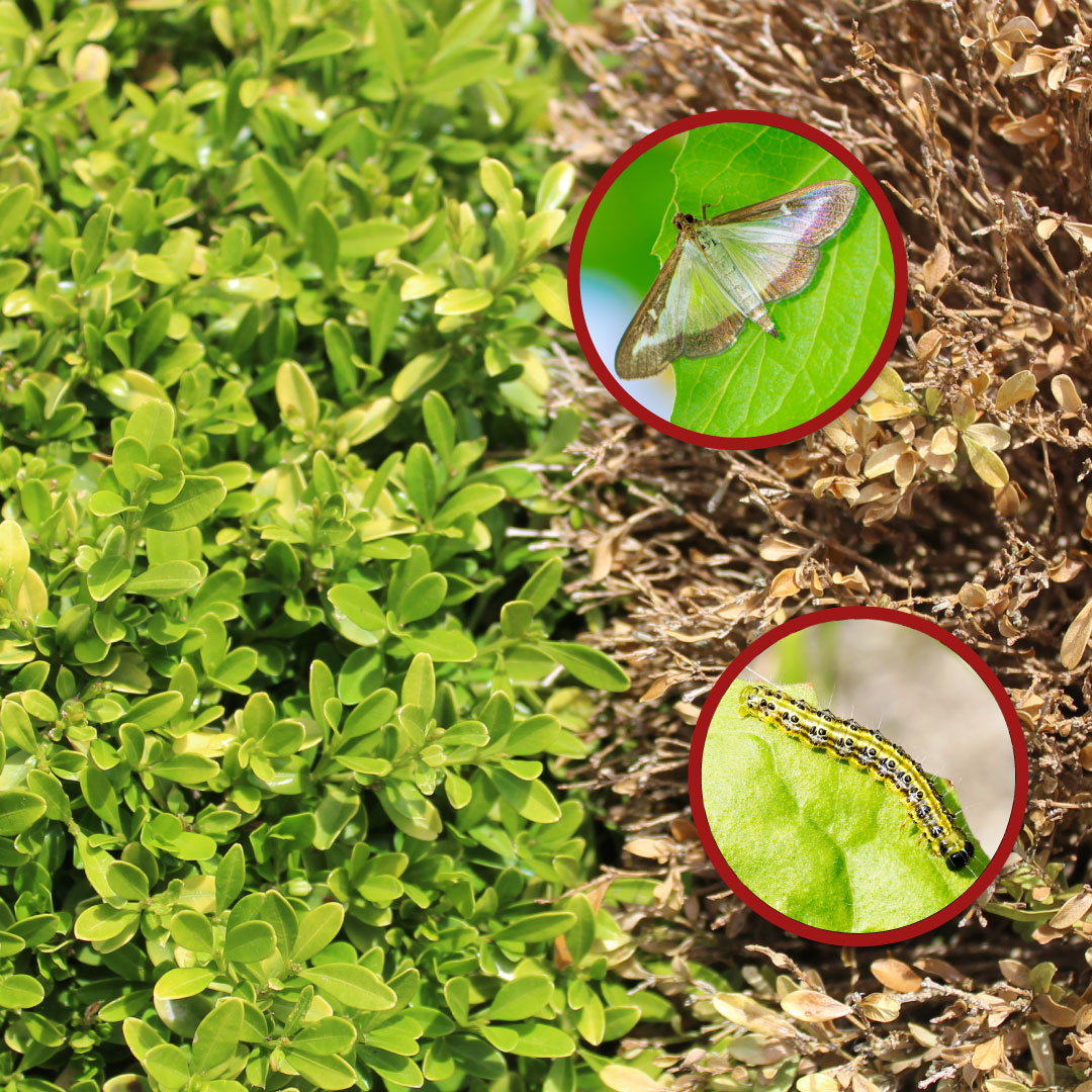 An adult stage and larvae stage box tree moth encircled in the foreground and a healthy boxwood shrub on the left and a damaged boxwood shrub on the right in the background.