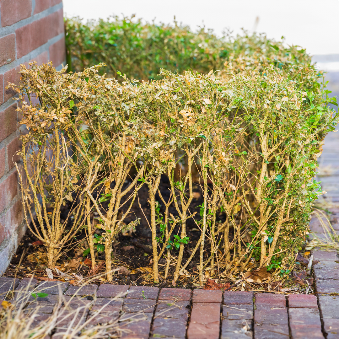 Infested boxwood plant