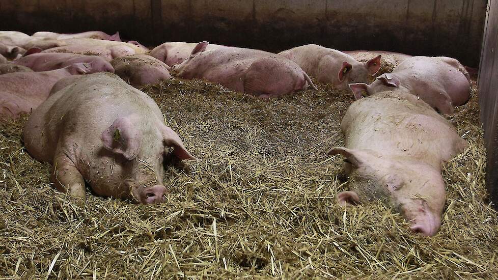 Utrecht wil biologische hokdierbedrijven uitzonderen van ammoniakeis bij UPLG