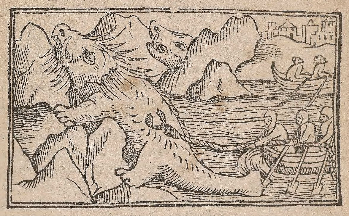 olaus magnus walrus