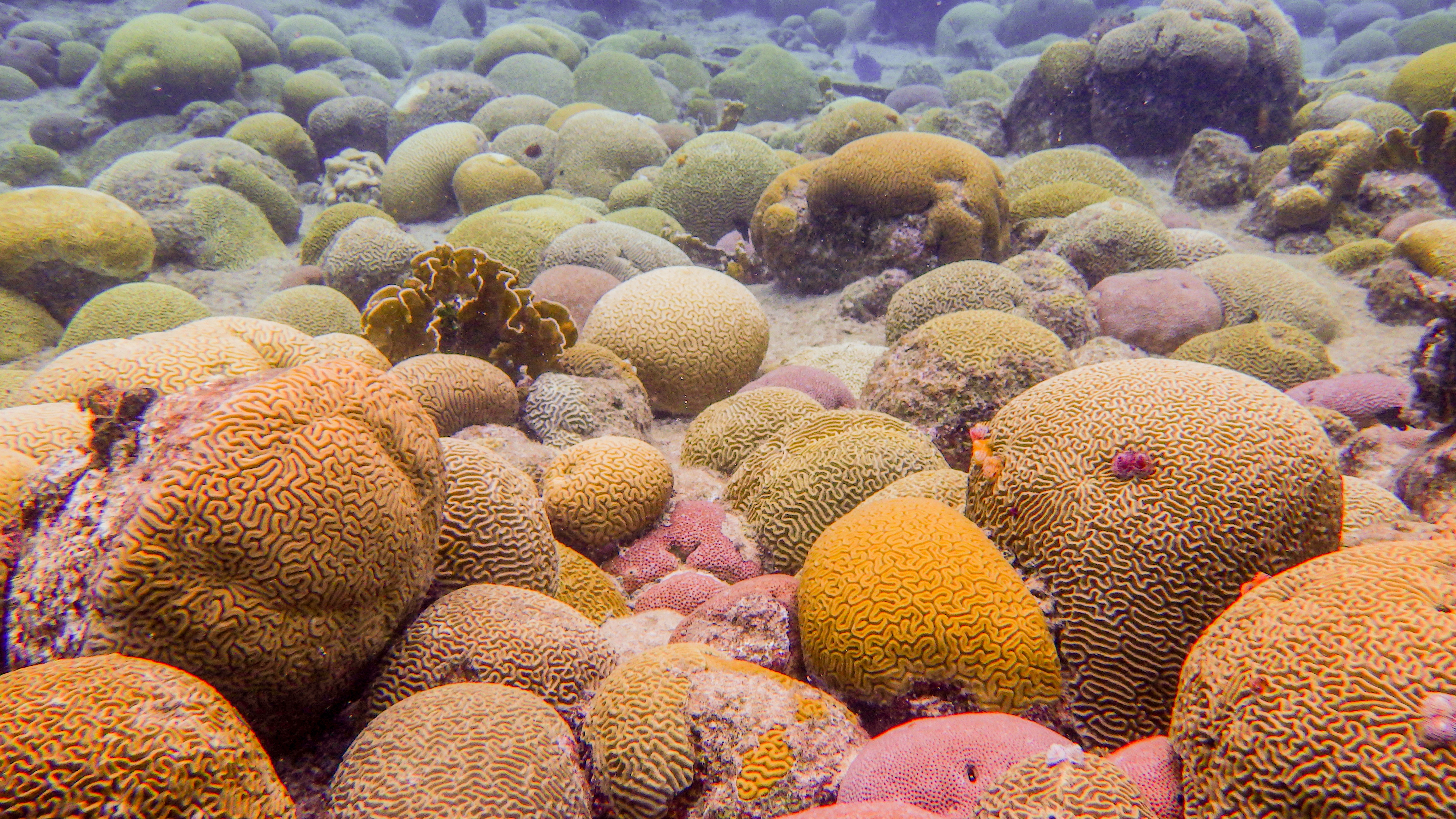 : Coral reef off the island of Curaçao (Caribbean Sea) with brain corals (Pseudodiploria strigosa). Credit to Brad Weiler and Javier del Campo.