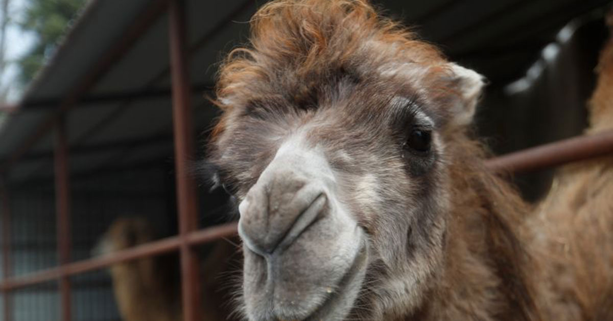 Wochenblatt Verbreitungsgebiet