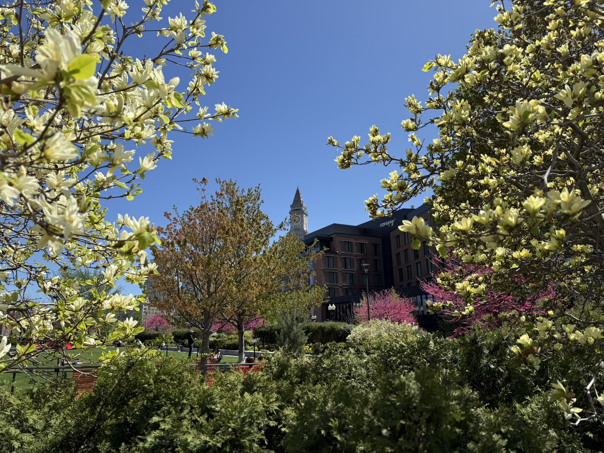 View between two blooming yellow magnolia trees across some hedges across a green lawn to a row of leafing out and pink flowering trees and then a. Urban skyline that includes a stone clock tower.