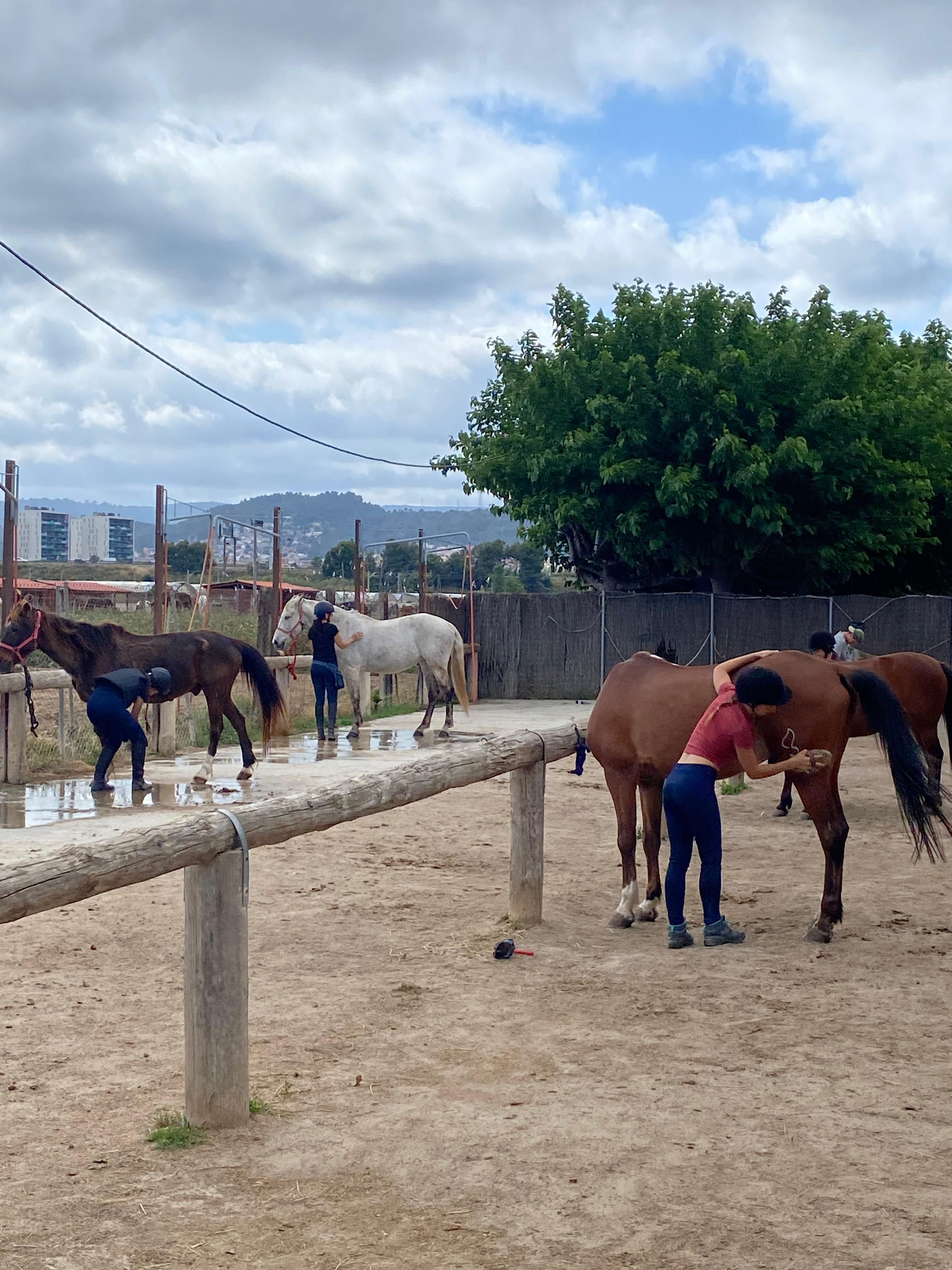 Persones netejant cavalls.