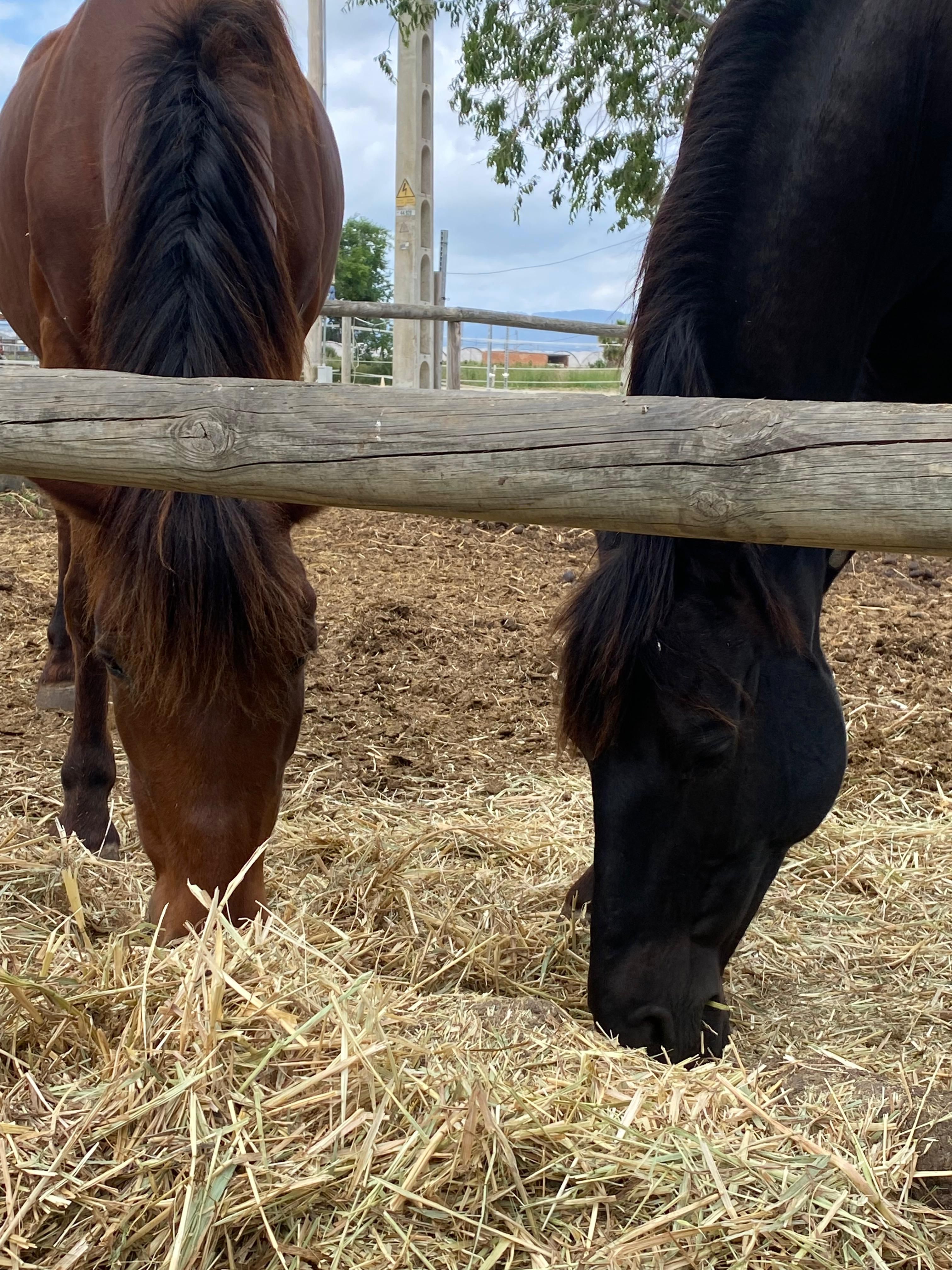 Dos cavalls pasturant.