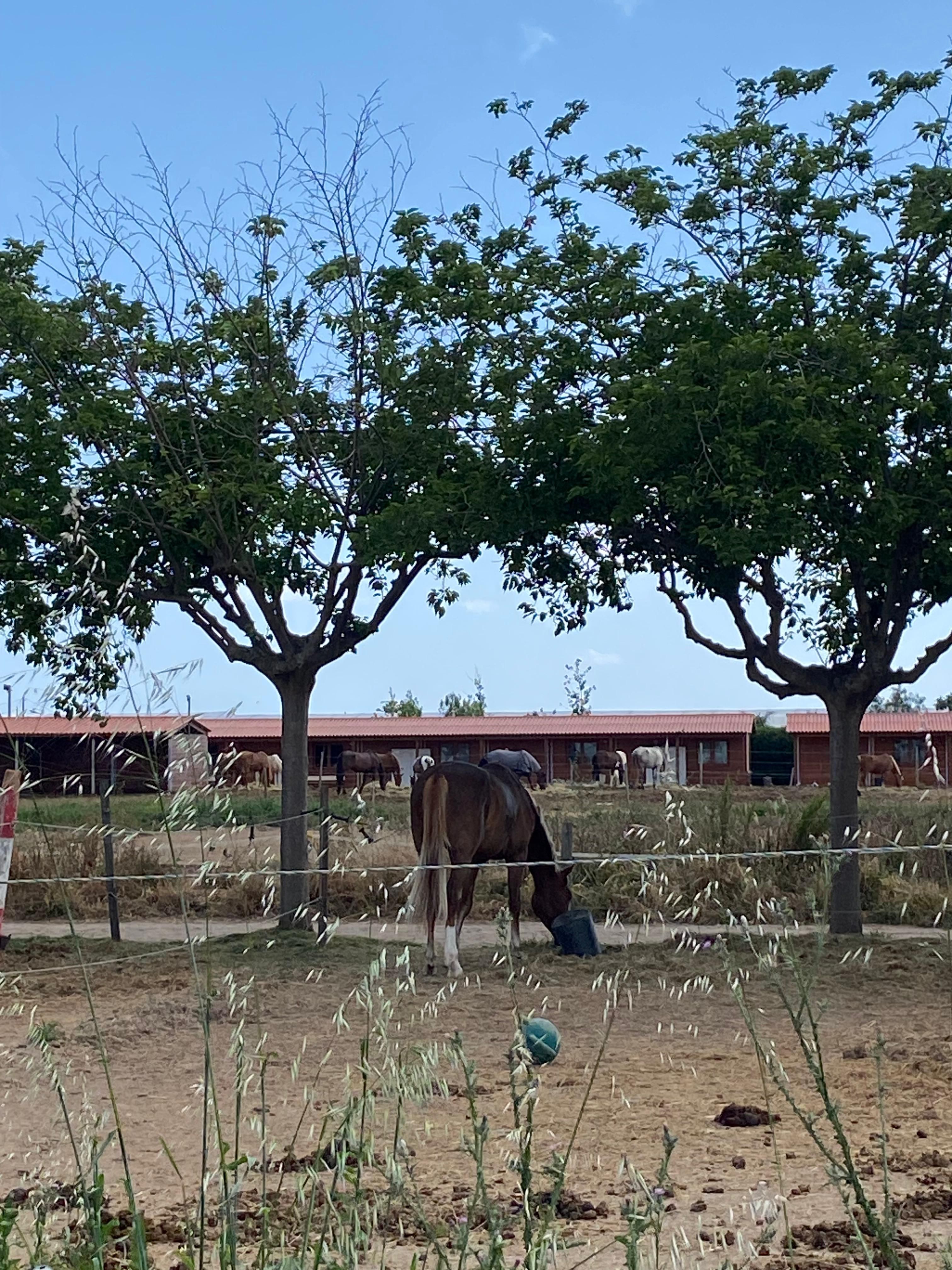 Cavalls en un estable.