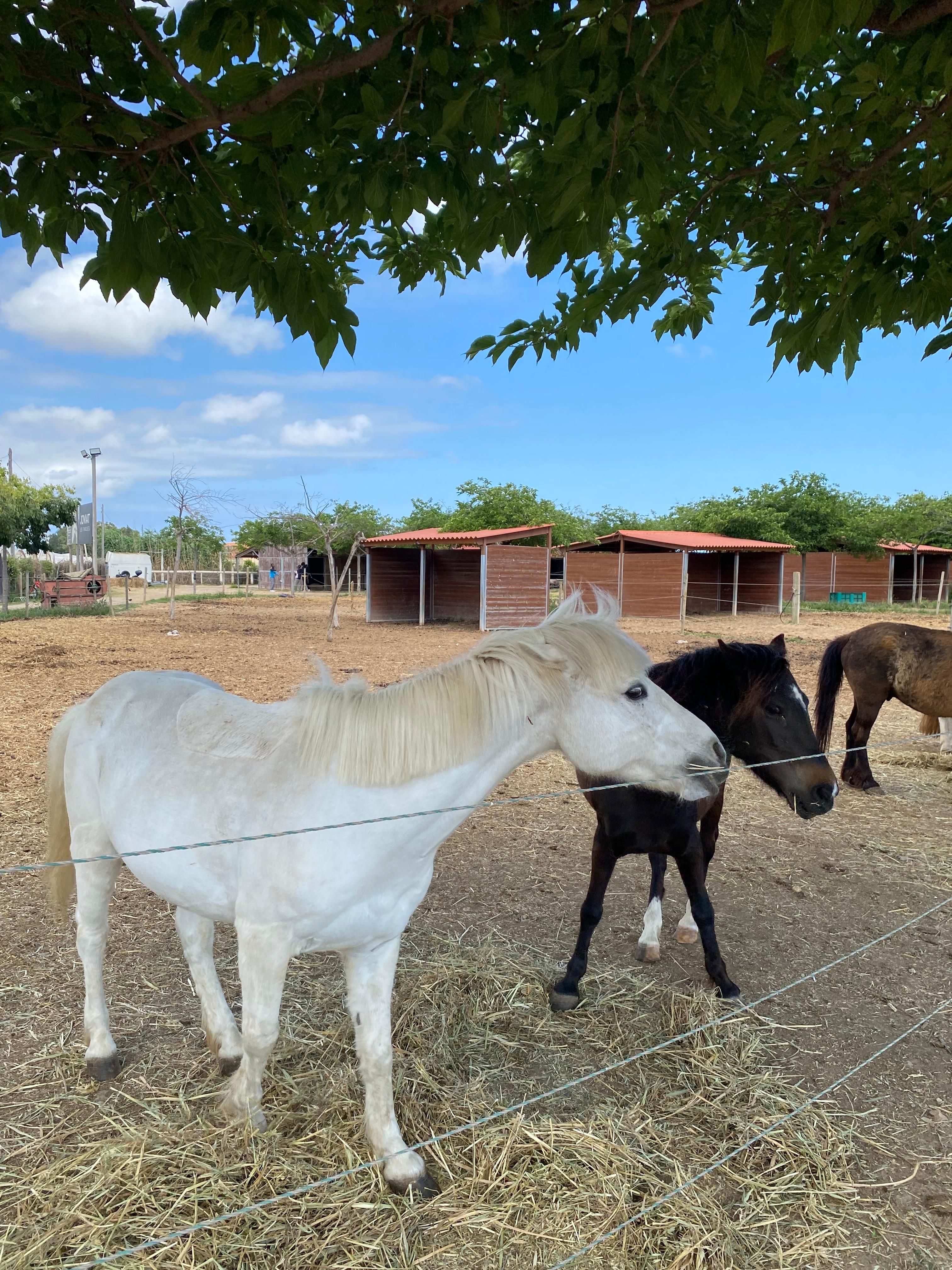 Cavalls en un estable.