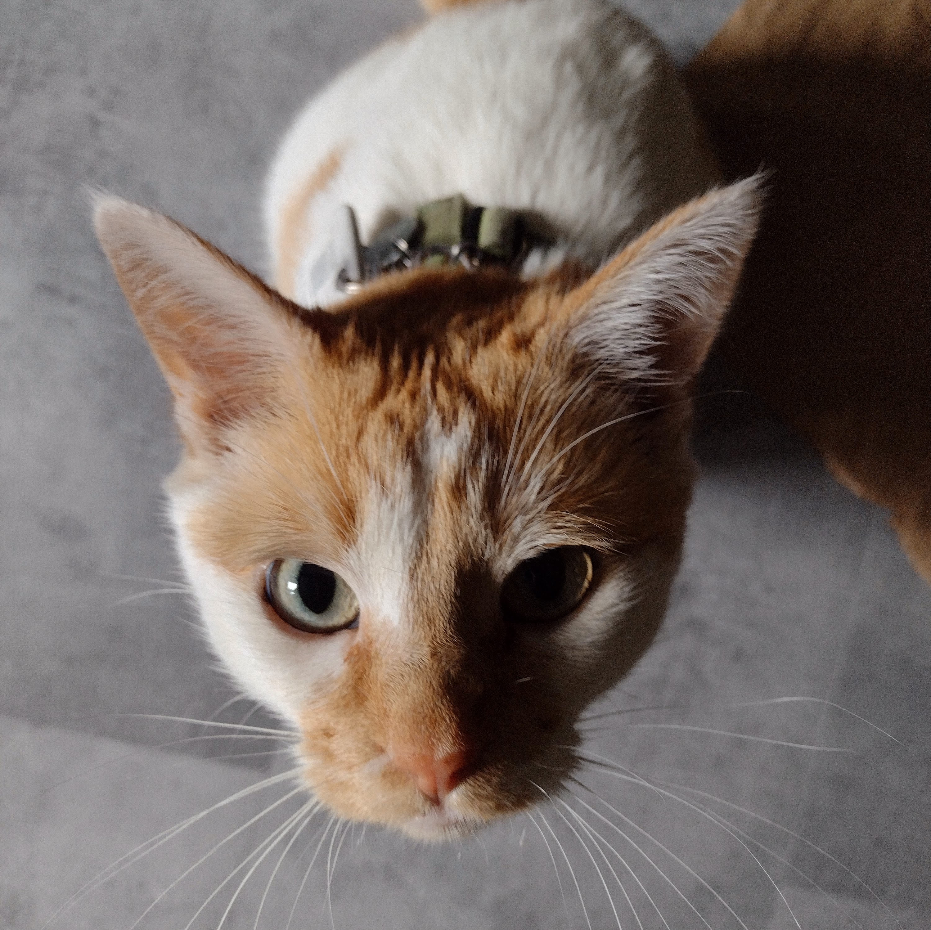 Cheddar looks up at the camera. 