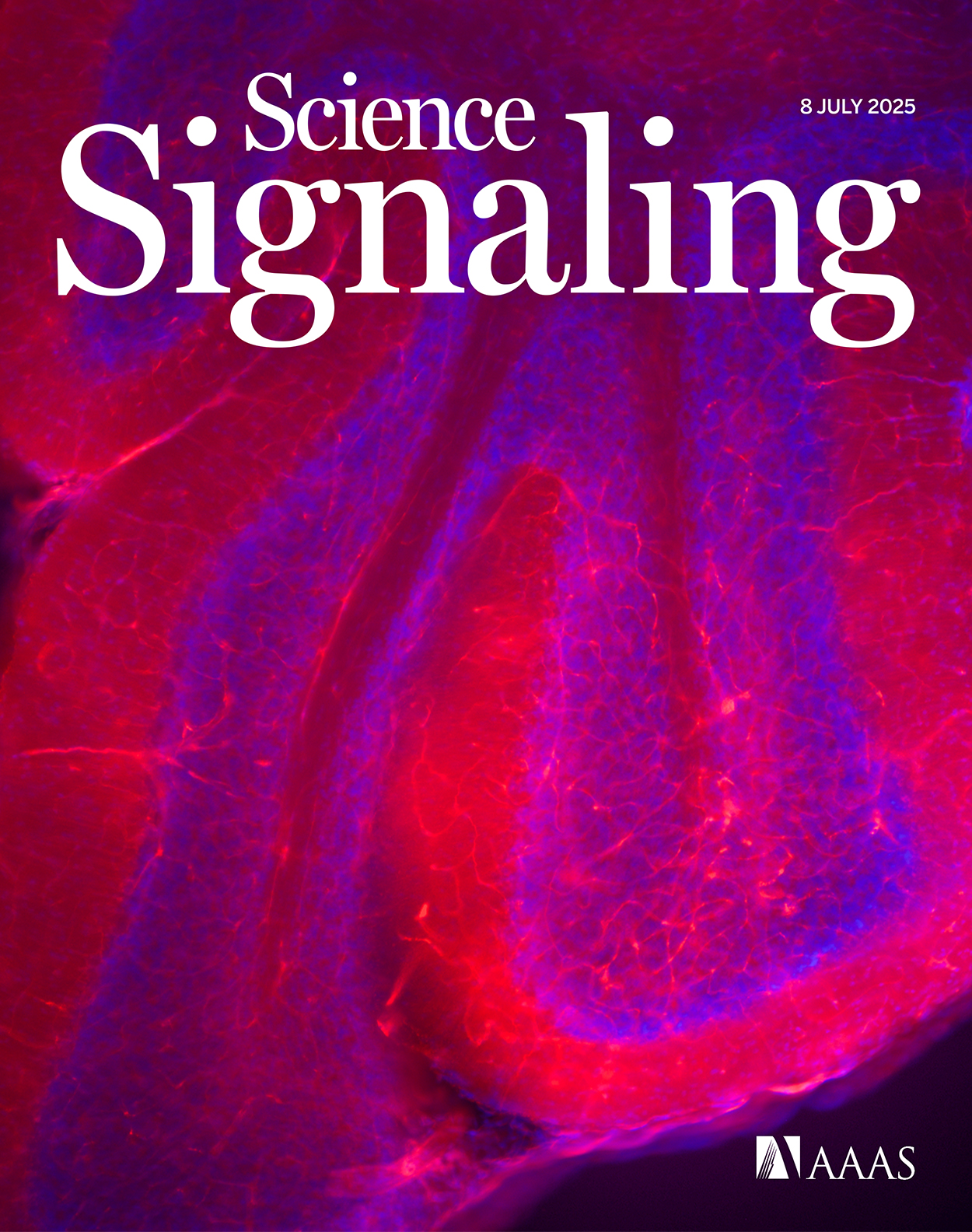 Science Signaling July 8 2025 cover. The image shows dye leakage across blood-CNS barriers in the cerebellum of a mouse with conditional knockout of MDM2 in endothelial cells.
