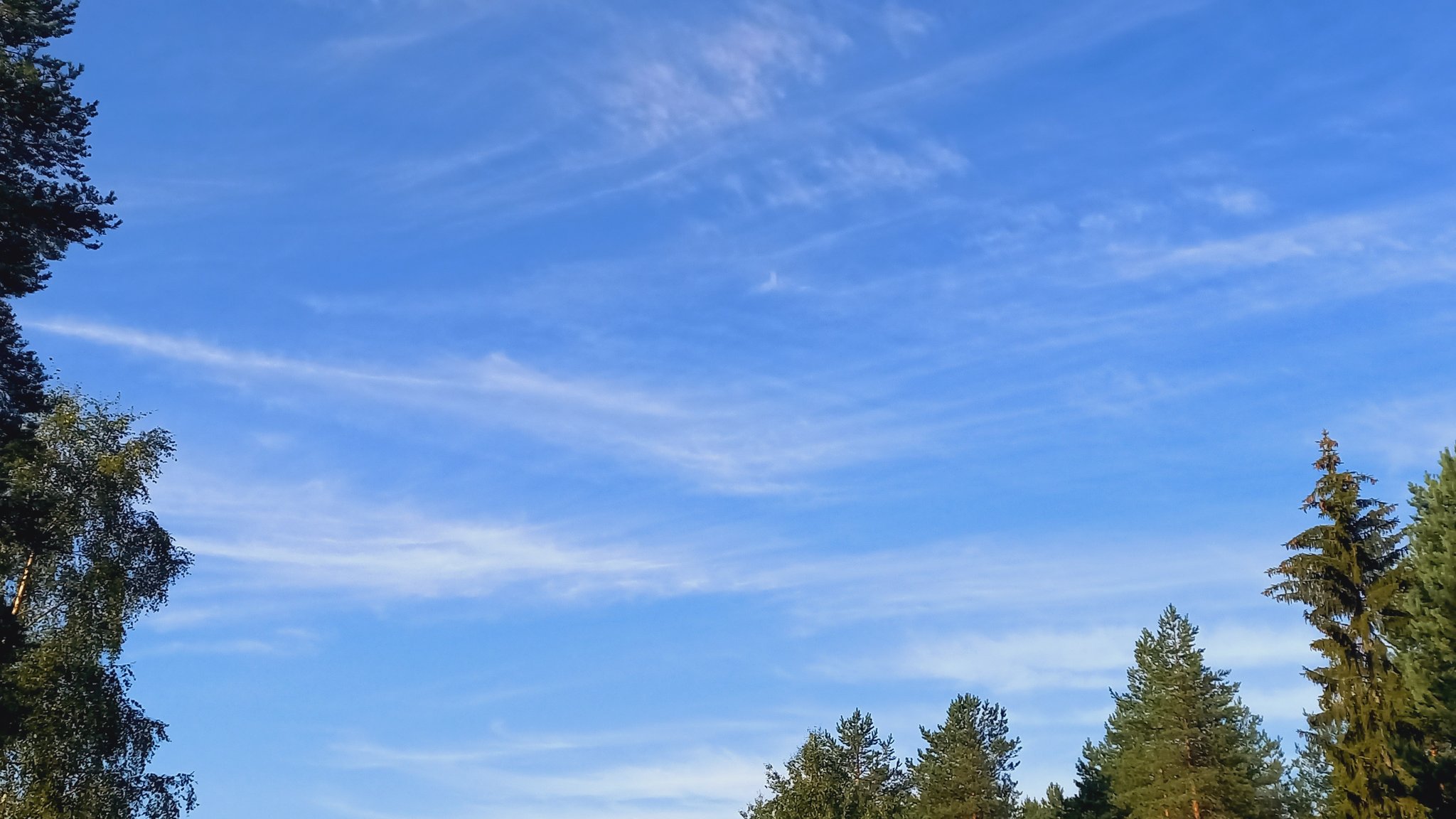 Hahtuvapilviä sinisellä taivaalla. Vasemmalla ja alareunassa havupuita.