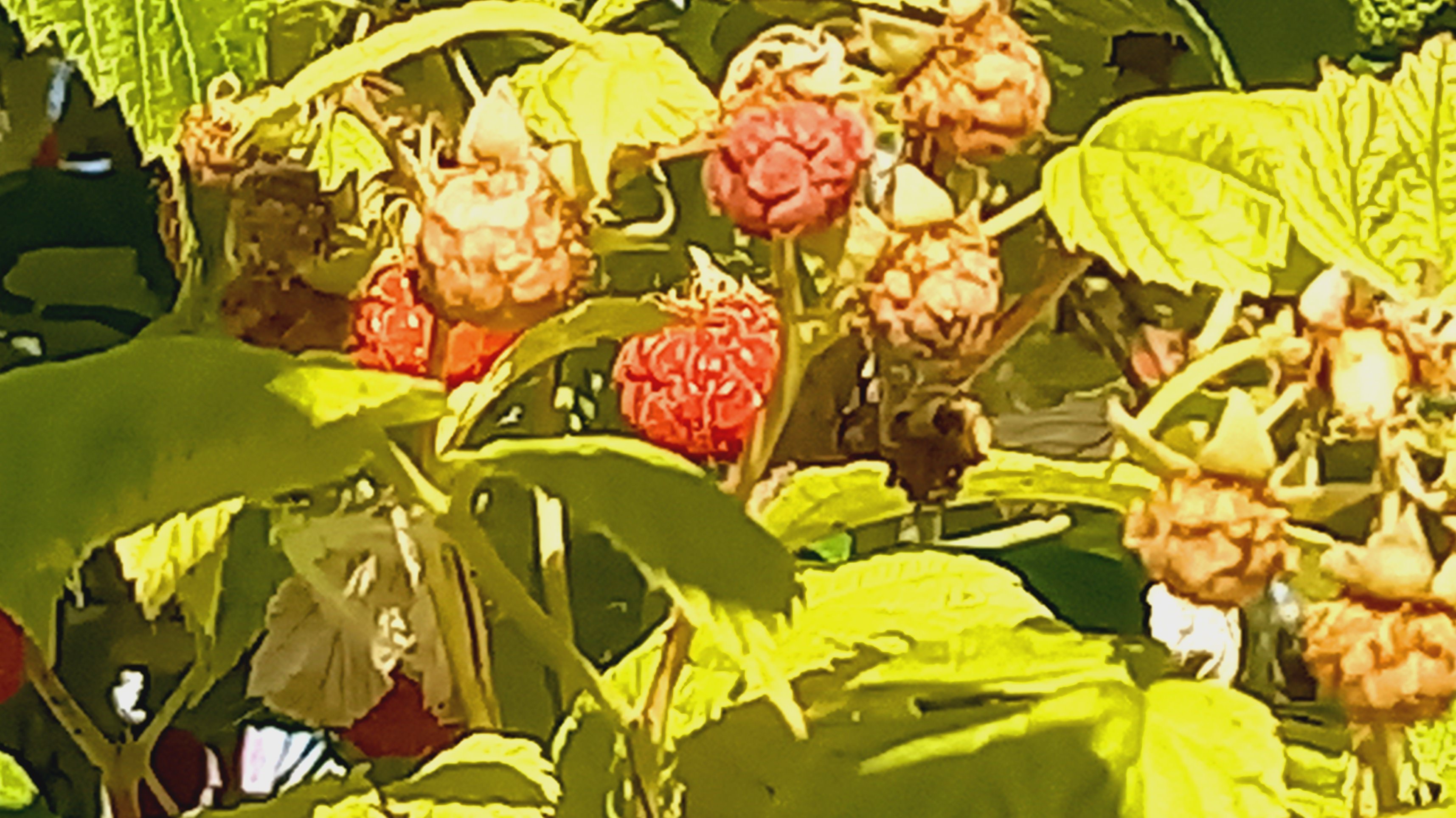 Kypsiä vattuja ja raakileita aurinkoisessa puskassa.