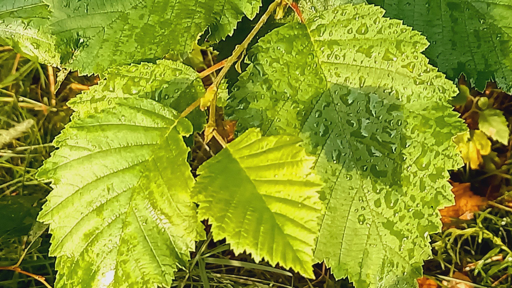 Sadepisaroita lepän lehdillä. Aurinko paistaa.