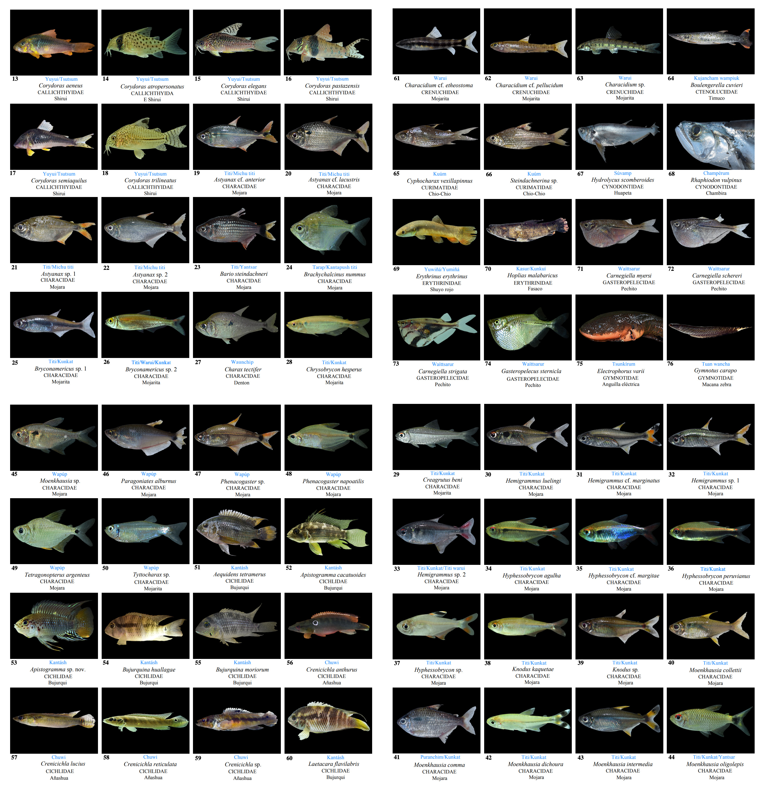 In July and November 2018, researchers taking part in the "Morona Project Biodiversity Monitoring and Assessment Program," a collaboration between the Smithsonian Conservation Biology Institute and Geopark Perú, conducted an assessment of the ichthyofauna in the Mashumbara and Kátirnaentsa streams, tributaries of the Anazo Stream and the Morona River in northwest Loreto, Peru. A total of 1,065 individuals belonging to 129 species, 30 families, and 8 orders were collected. Obtaining these samples allows us to create a preliminary list, discover new species, expand distribution ranges, and understand the use and potential of these fishery resources with the goal of developing and implementing a protocol to monitor fish populations in the project's area of influence.
Authors: Edgard Leonardo Dávila Panduro, Kevin Morgan Ruiz Tafur, Jessica L. Deichmann , Carlos T. Chuquipiondo Guardia, Homero Sánchez Riveiro.
© Field Museum (2021) CC BY-NC 4.0. https://creativecommons.org/licenses/by-nc/4