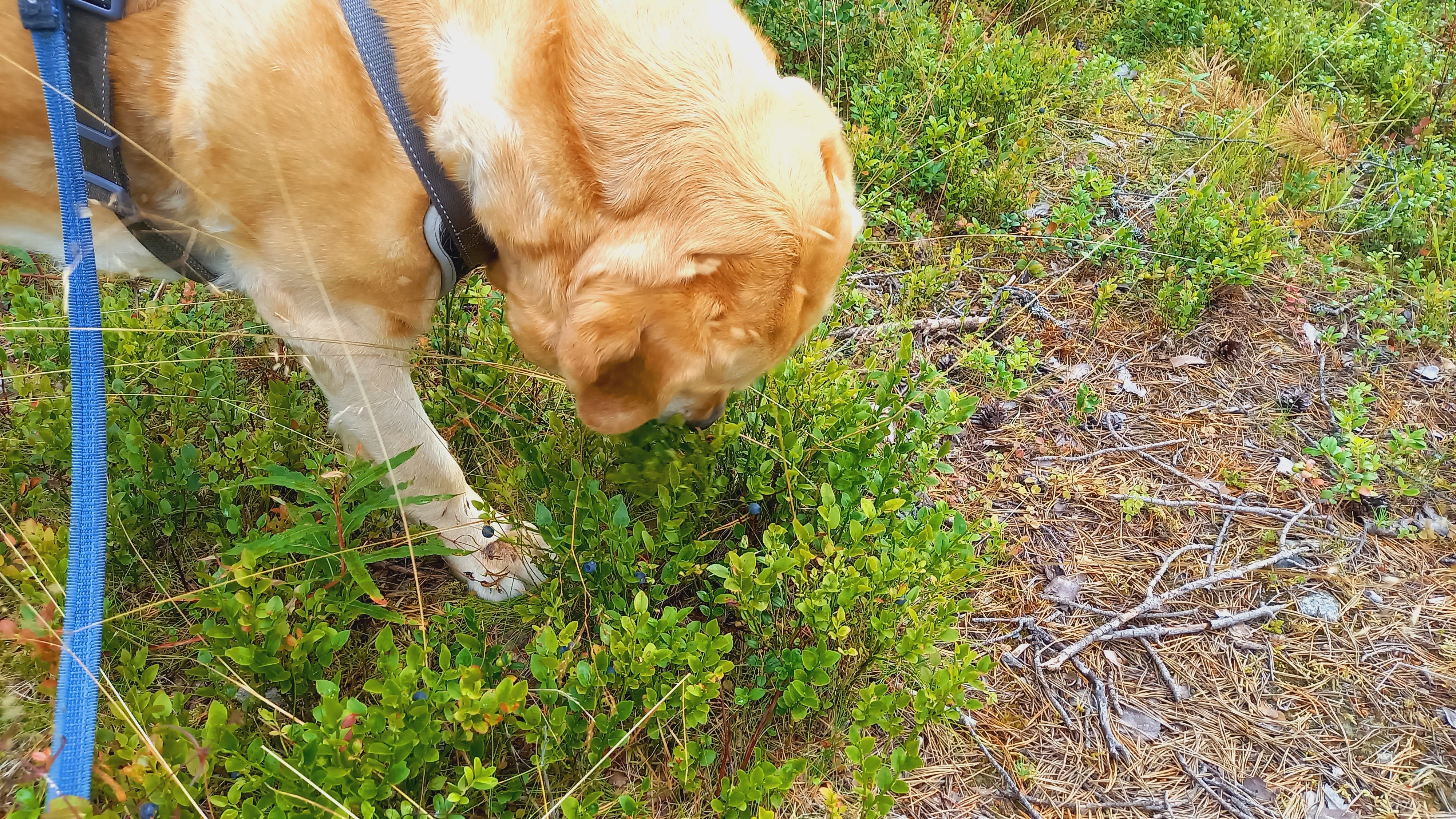 Keltainen labrador syö mustikoita.