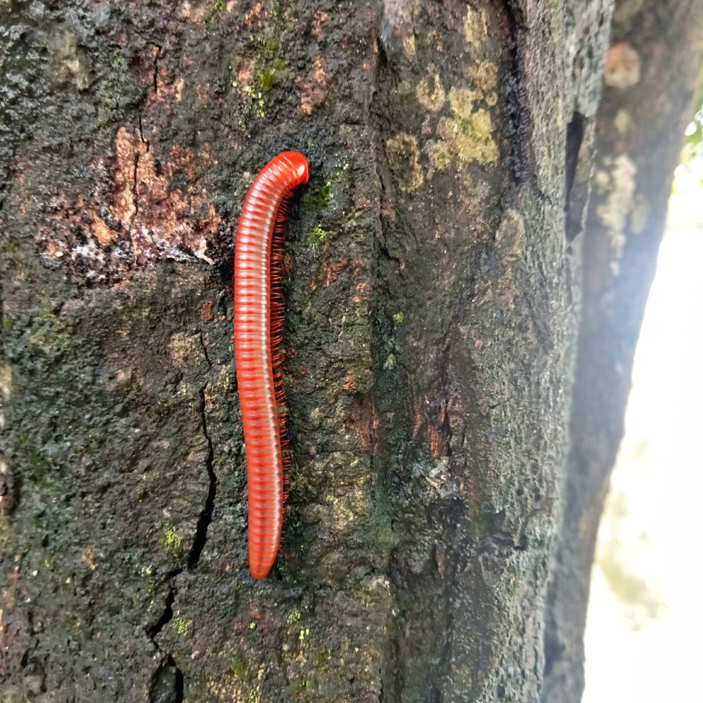 A vivid scarlet millipede slowly climbs the tree bark — a living emblem of patience, discipline, and survival. Each tiny leg moves in harmony with time’s rhythm, revealing the subtle beauty of life in motion.