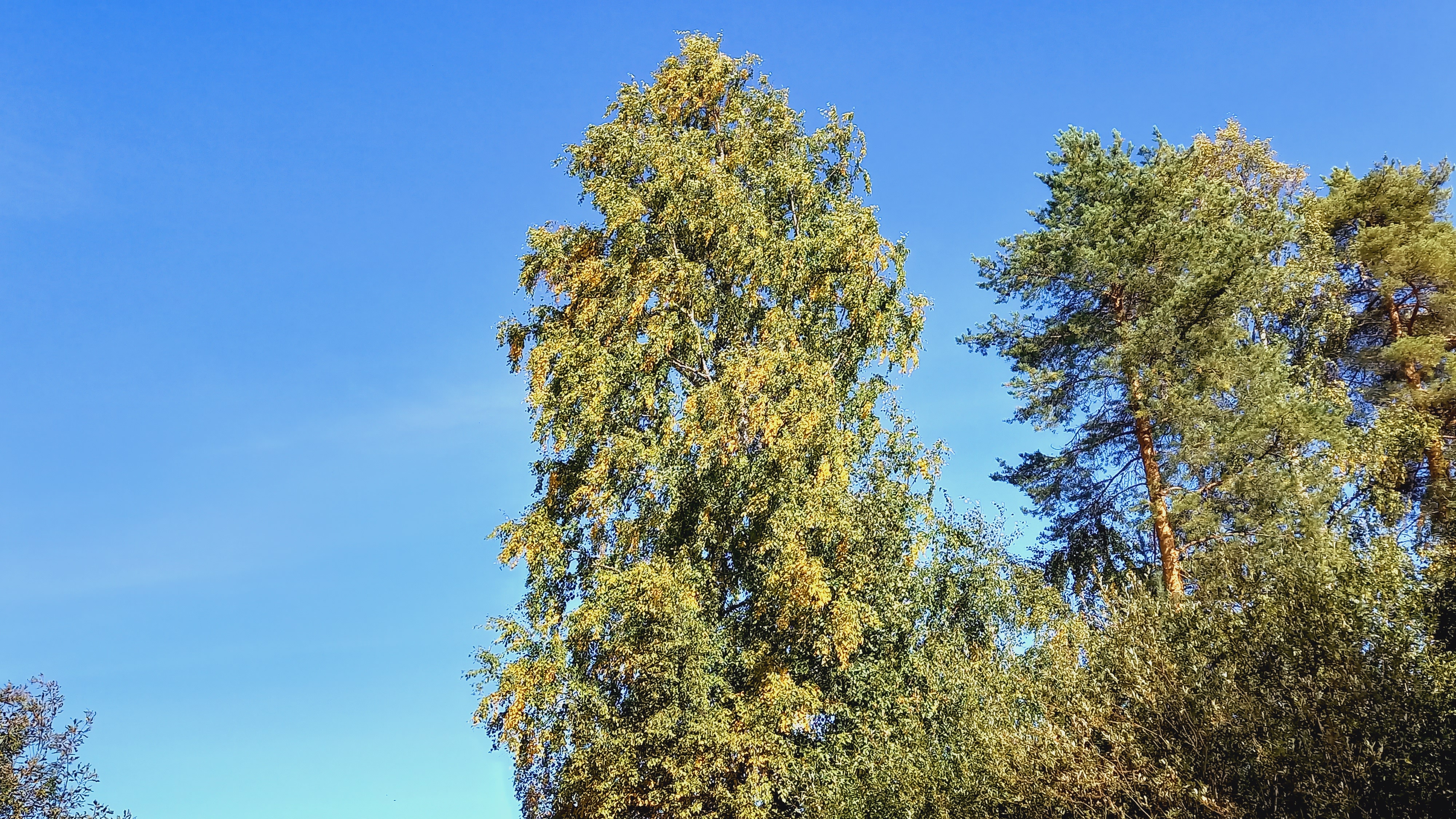 Sinistä taivasta vasten havupuita ja koivu, jossa keltaisia lehtiä.