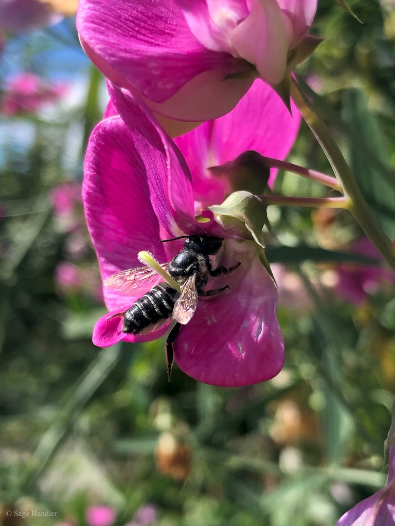 Leafcutter bee visiting a pink flower to collect nectar (photo taken by Sage Handler)