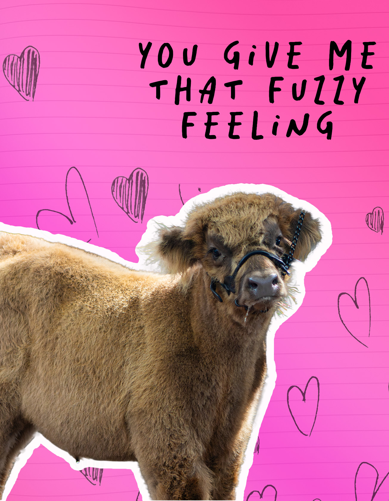 Hot pick background with hearts hand drawn on what looks like to be lined paper. a fuzzy highland cow with you give me that fuzzy feeling" 