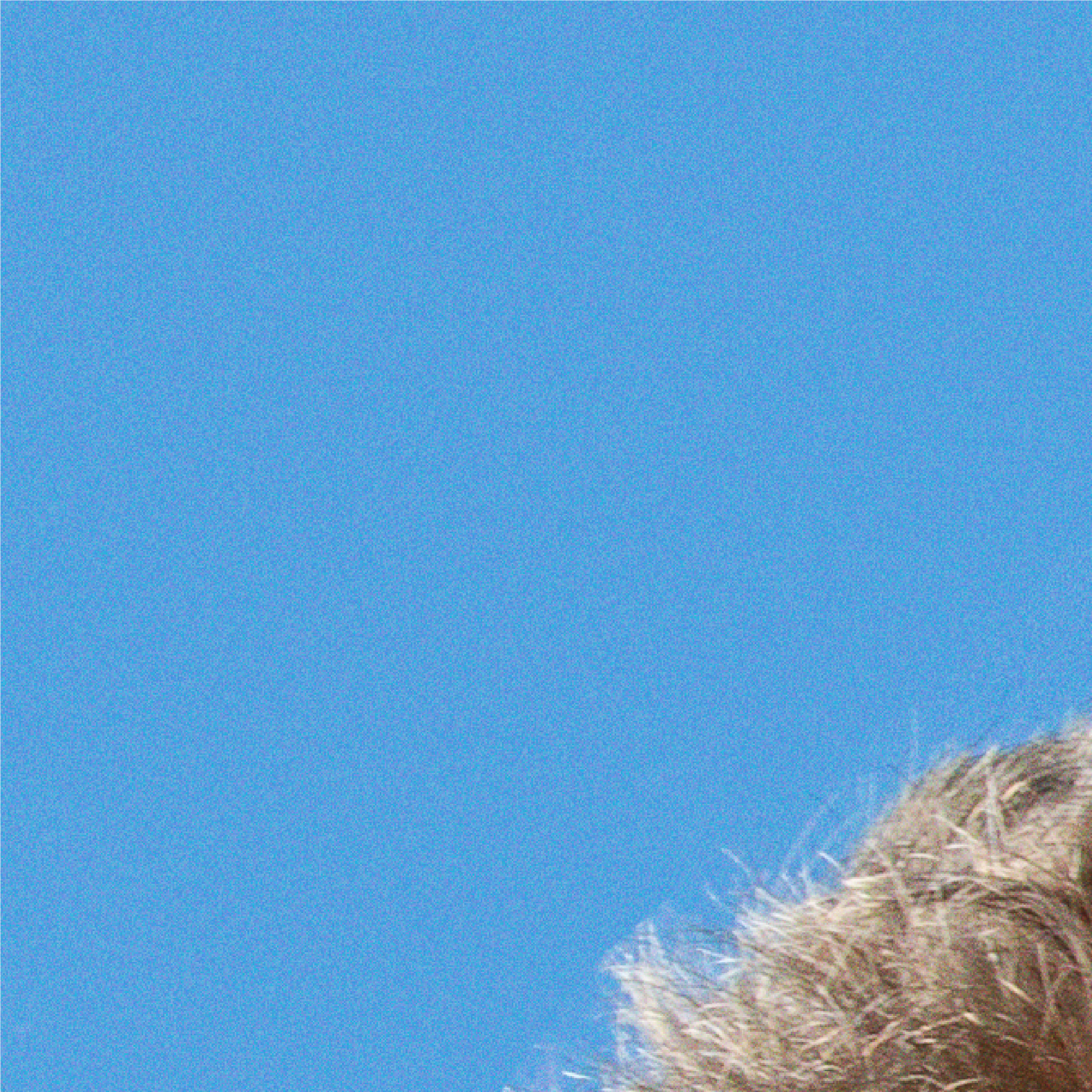 A blue background that may be the sky with a bit of  short dark blonde hair poking out of the bottom right corner.