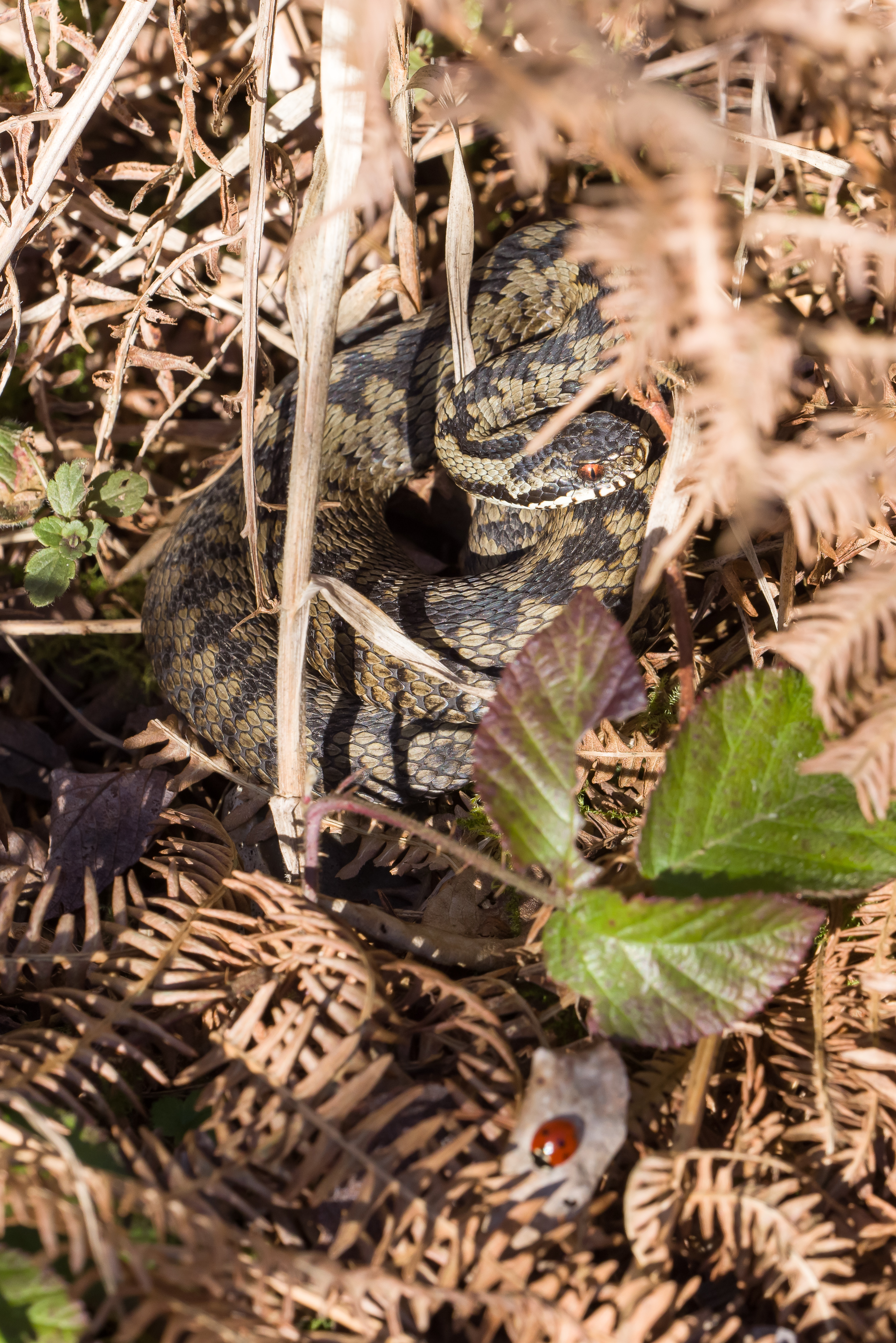 Photograph of Adder (Vipera berus) snake amongst dead bracken, Caesar's Camp, Farnham, Surrey, 9 March 2021.