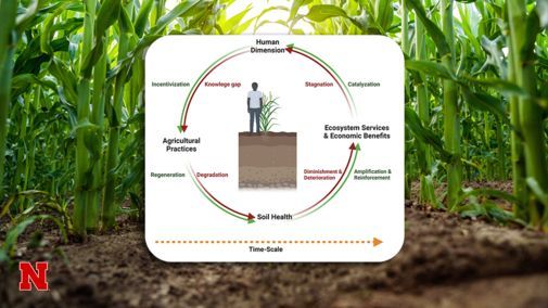 Corn plants growing in rows frame a graphic illustrating the soil health cycle, showing links between human decisions, agricultural practices, soil health and ecosystem benefits over time.