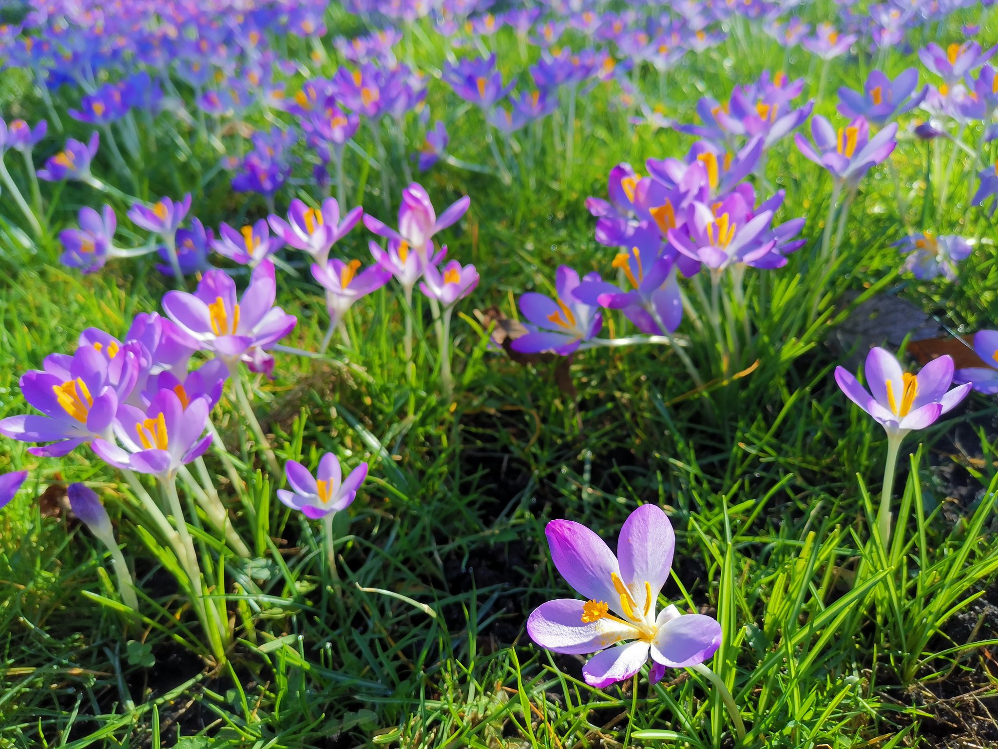 Crocussen 
