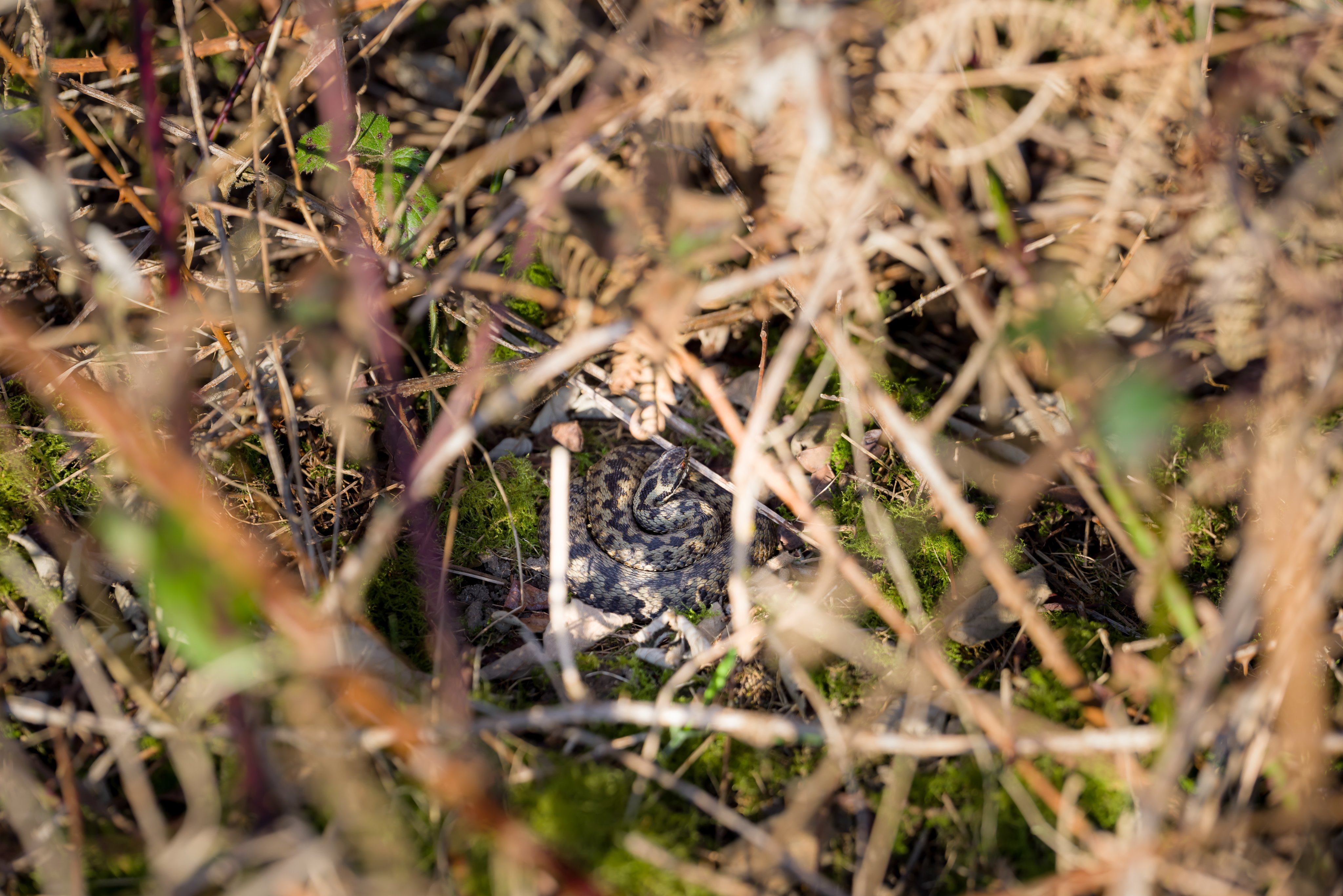 Photograph of Adder (Vipera berus) snake on a bed of moss shrouded by dead bracken, Caesar's Camp, Farnham, Surrey, 28 February 2021.