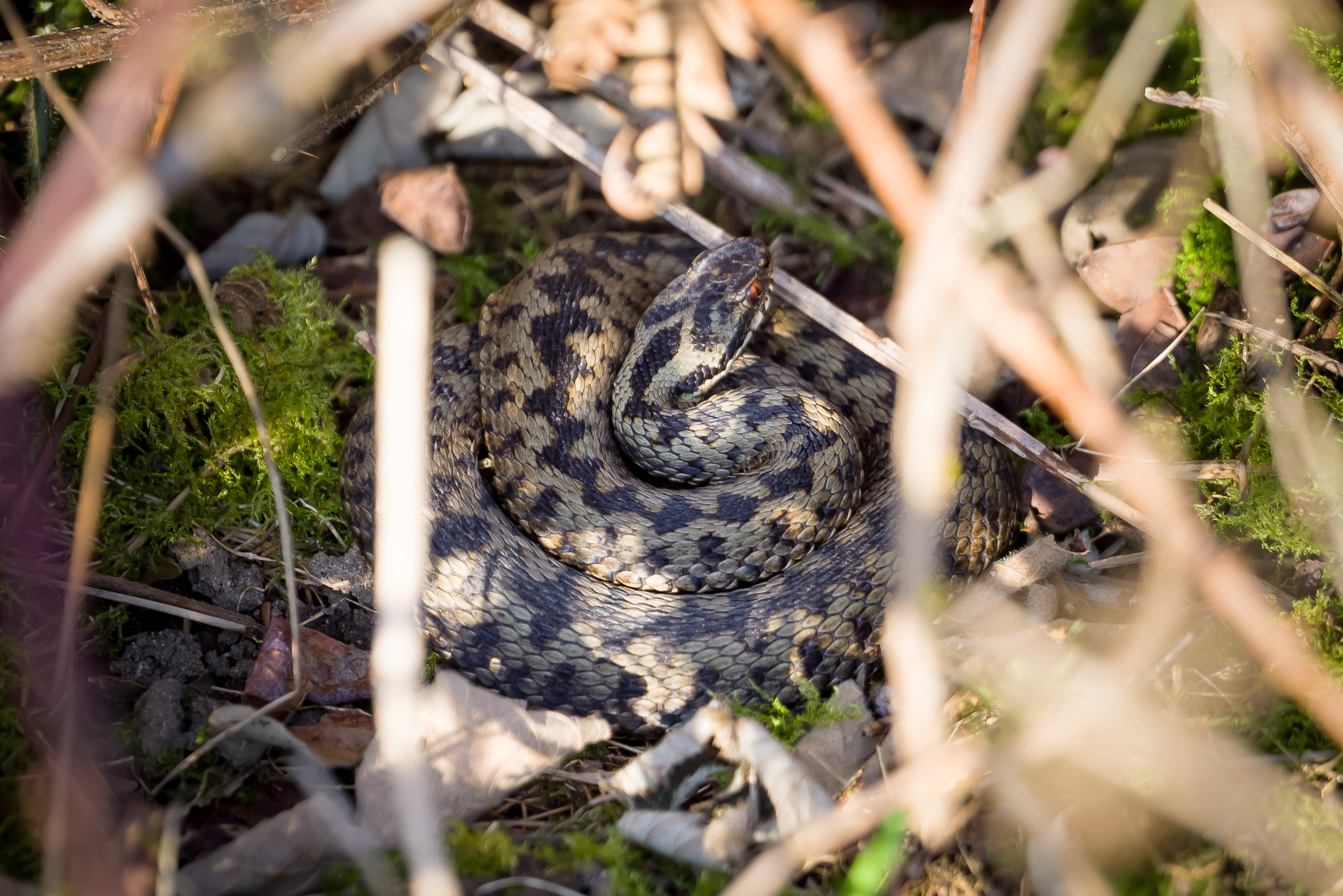 Photograph of Adder (Vipera berus) snake on a bed of moss shrouded by dead bracken, Caesar's Camp, Farnham, Surrey, 28 February 2021.