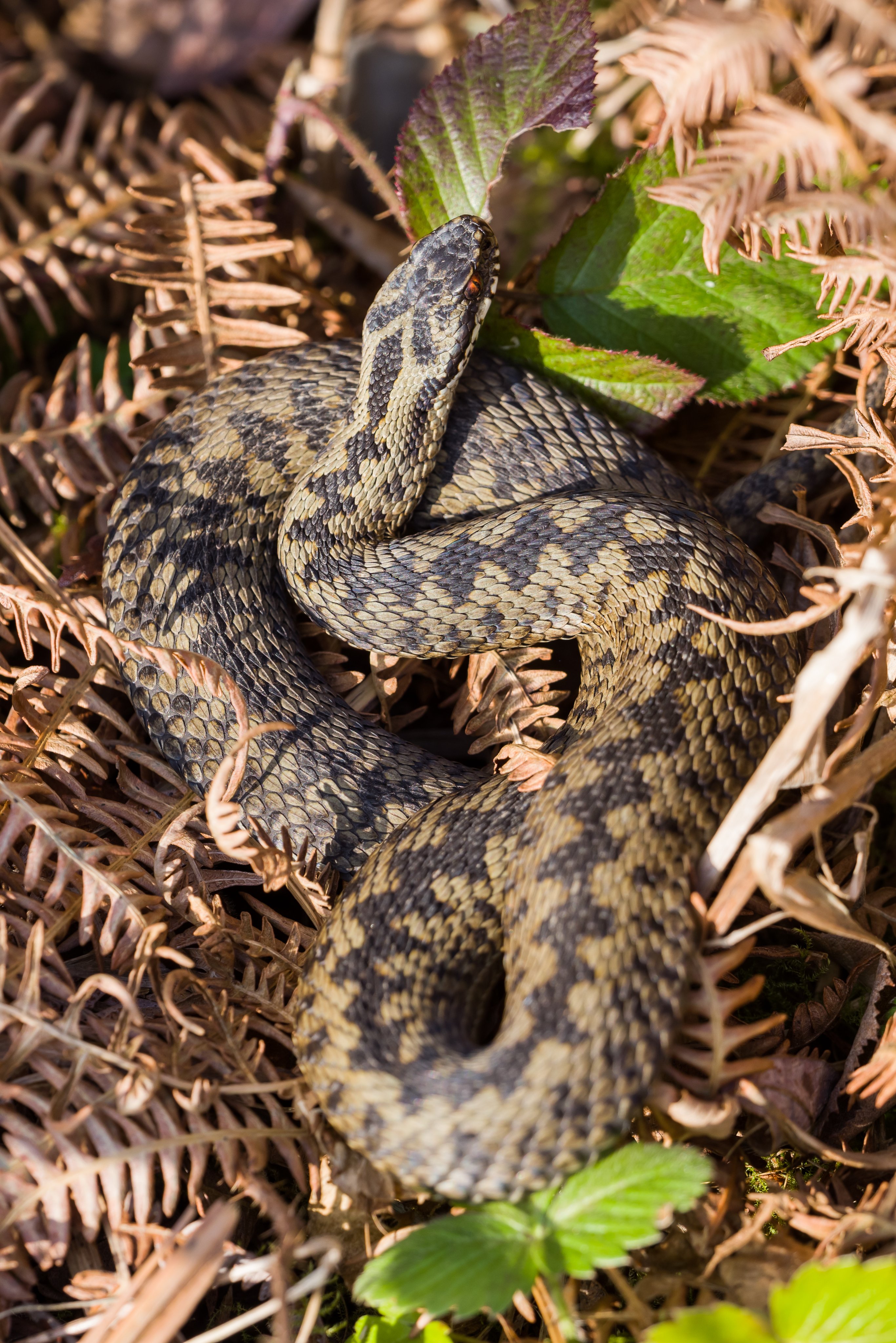 Photograph of Adder (Vipera berus) snake on a bed dead bracken, Caesar's Camp, Farnham, Surrey, 2 March 2021.