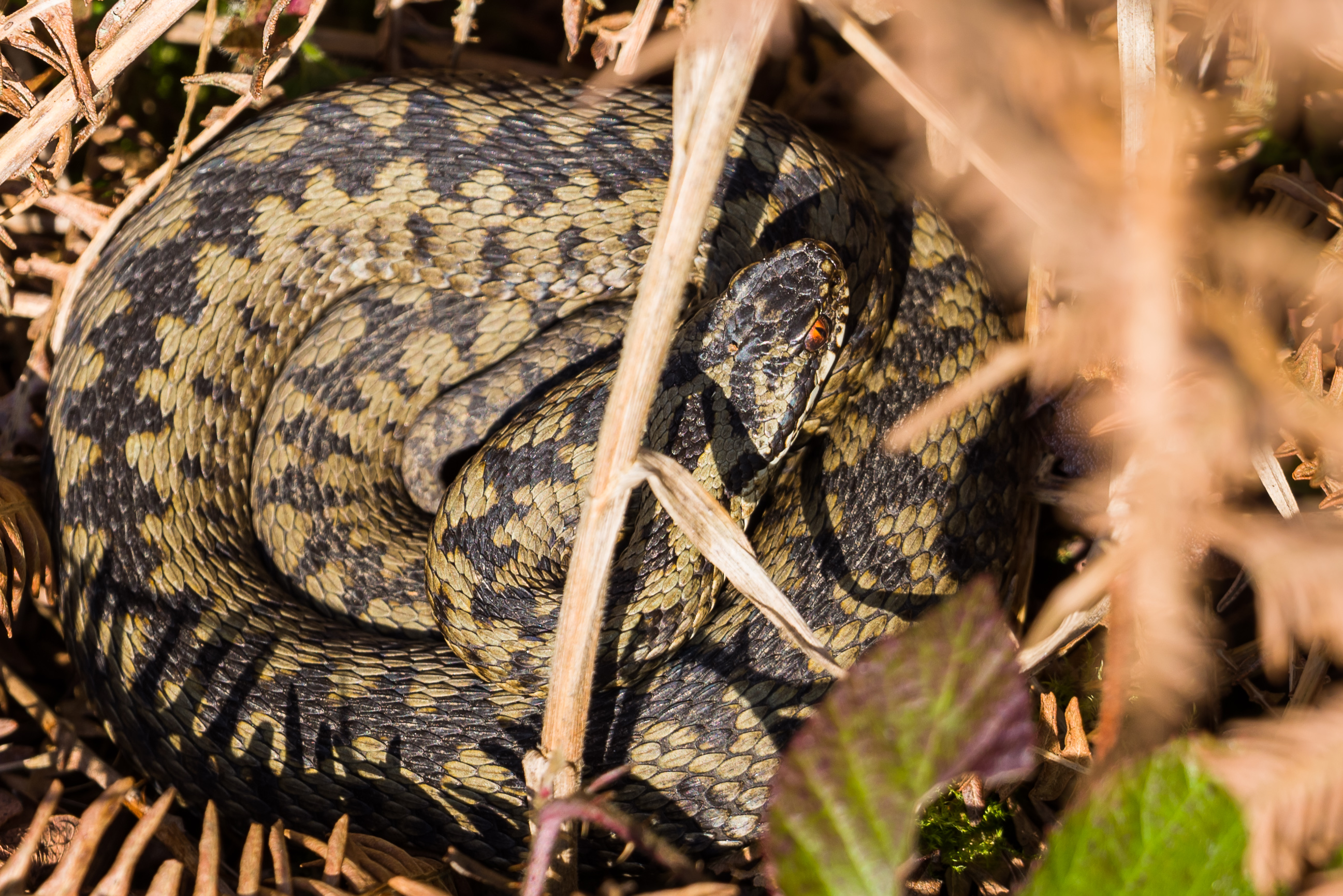 Photograph of Adder (Vipera berus) snake on a bed dead bracken, Caesar's Camp, Farnham, Surrey, 1 March 2021.