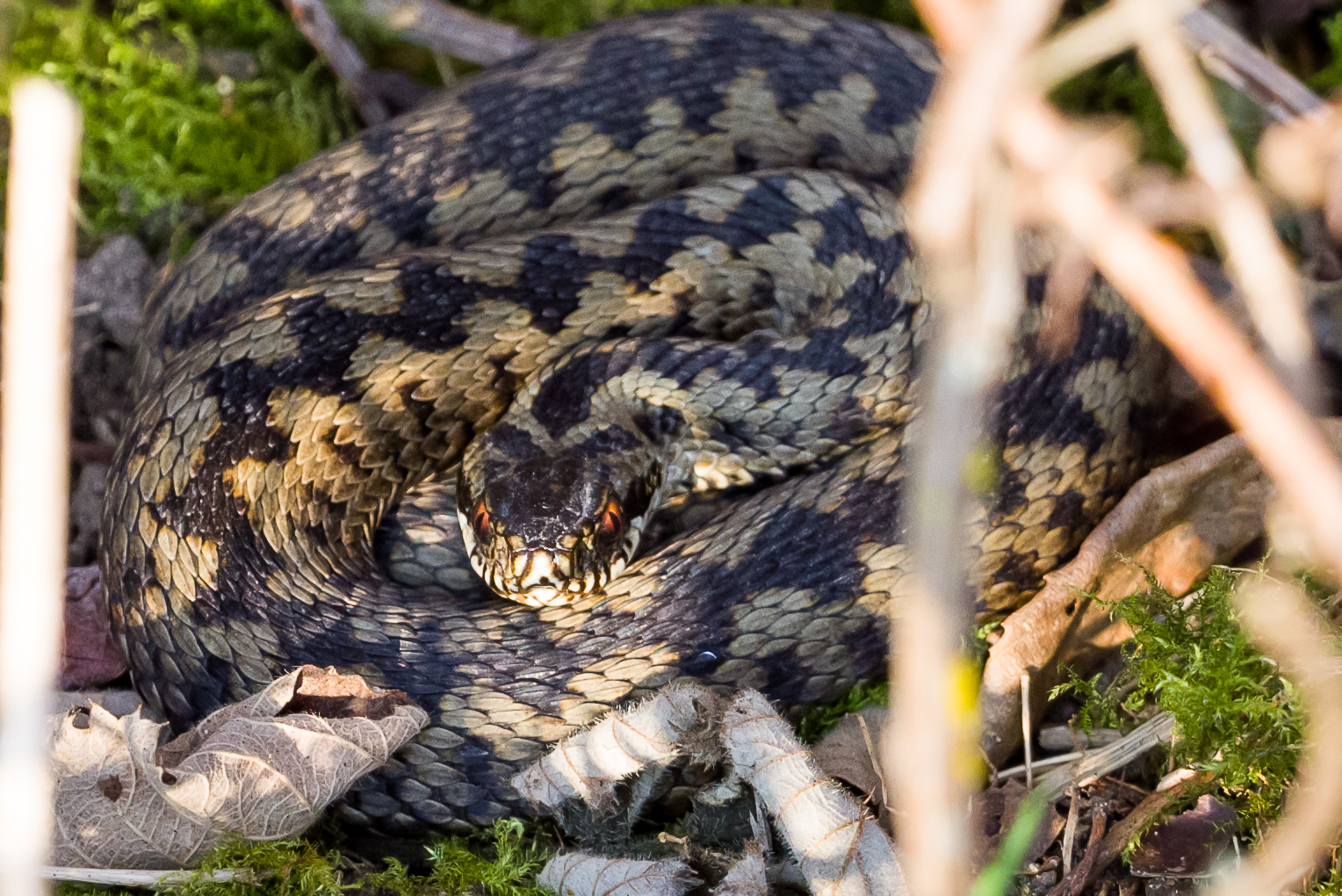 Photograph of Adder (Vipera berus) snake on a bed of moss shrouded by dead bracken, Caesar's Camp, Farnham, Surrey, 1 March 2021.
