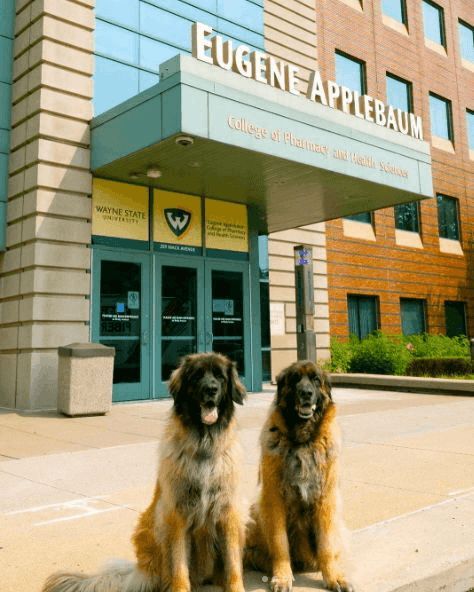 Two large therapy dogs sit on the sidewalk in front of the Eugene Applebaum College of Pharmacy and Health Sciences entrance at Wayne State University.